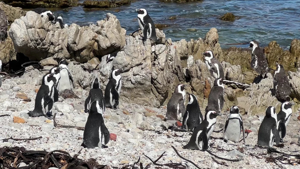 Stony Point Penguin Colony Entrance🐧, 
Betty's Bay South Africa