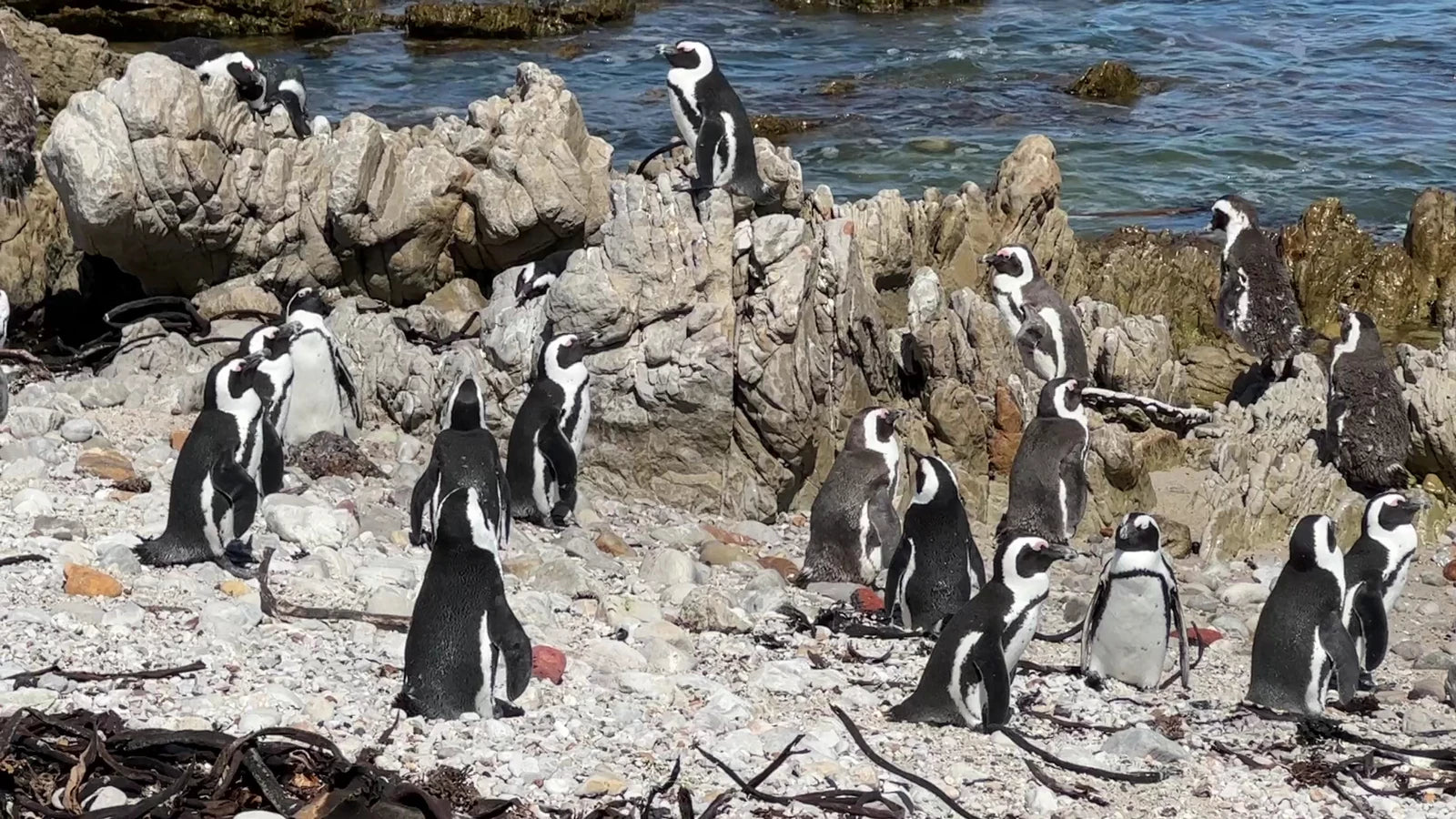 Stony Point Penguin Colony Entrance🐧, 
Betty's Bay South Africa