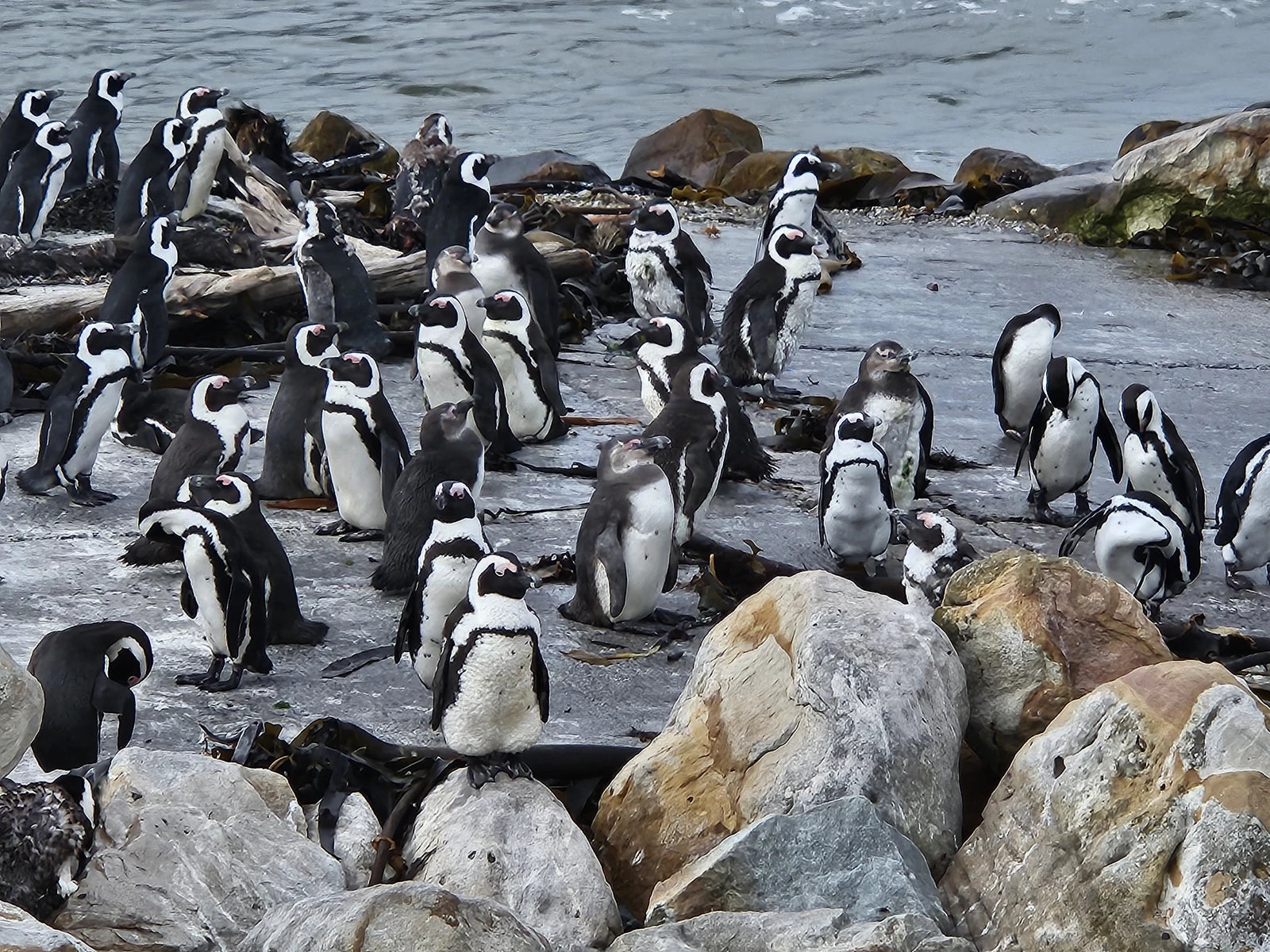 Stony Point Penguin Colony Entrance🐧, 
Betty's Bay South Africa