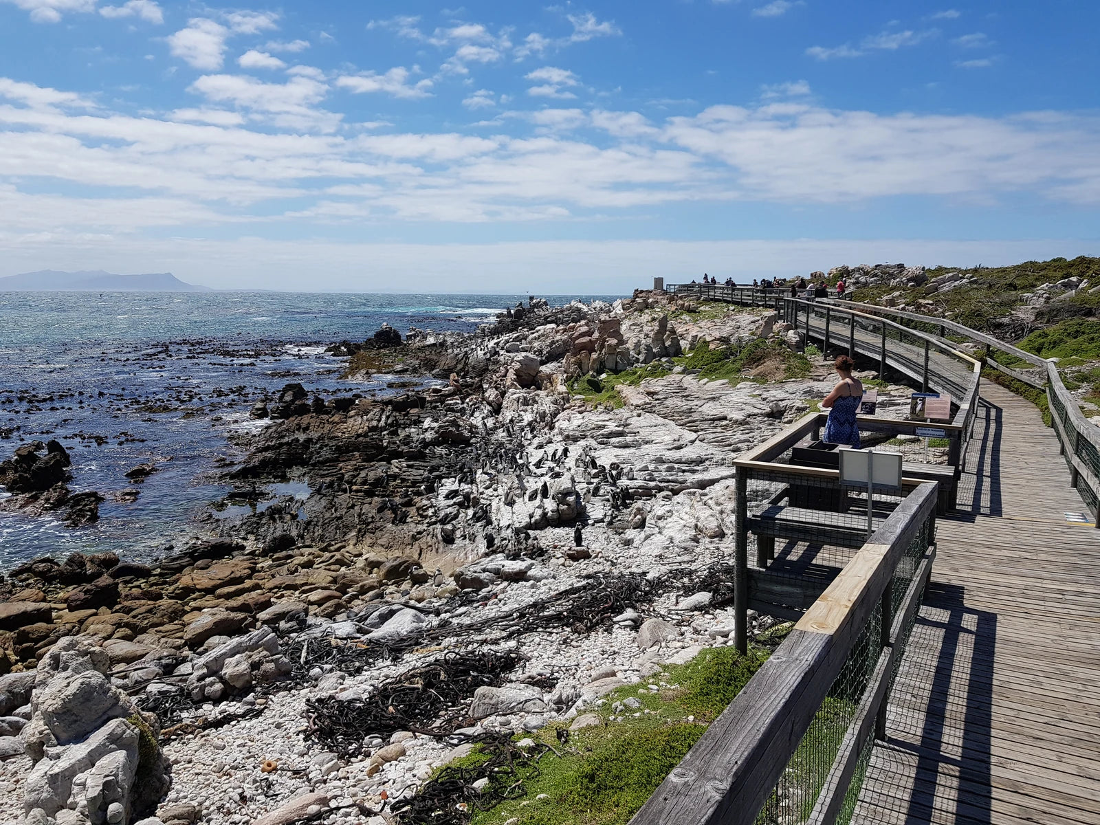 Stony Point Penguin Colony Entrance🐧, 
Betty's Bay South Africa