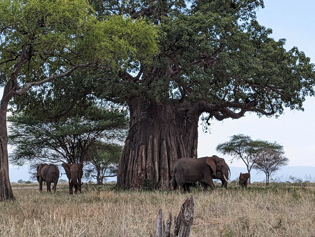Tarangire National Park,  Tanzania