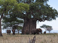 Tarangire National Park,  Tanzania