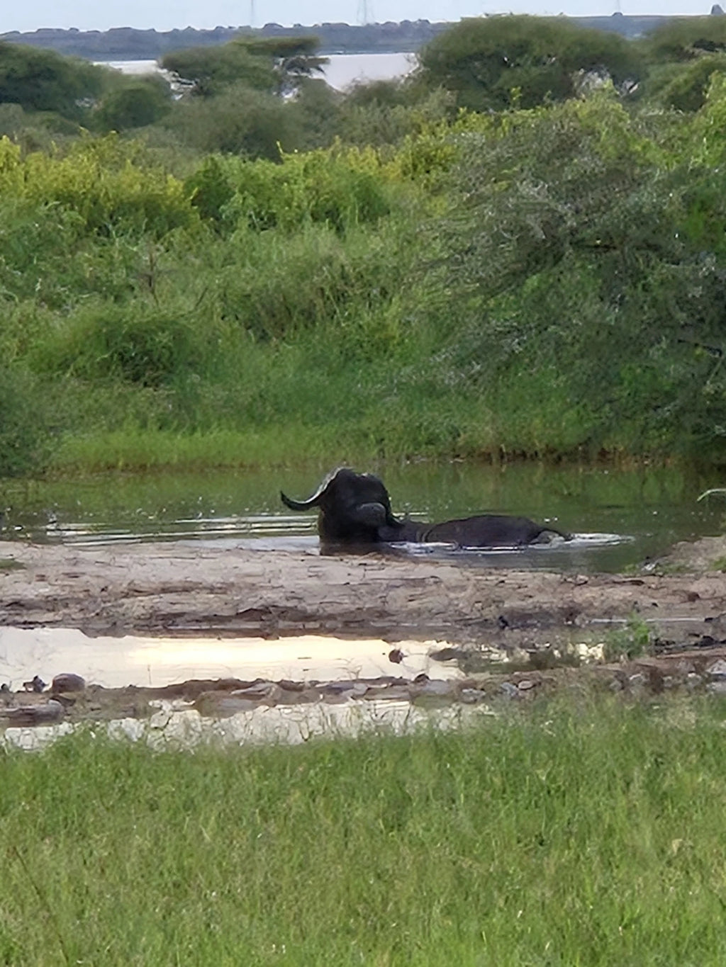 Tarangire National Park,  Tanzania