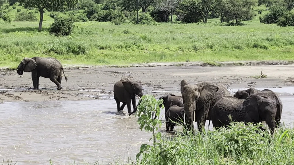 Tarangire National Park,  Tanzania