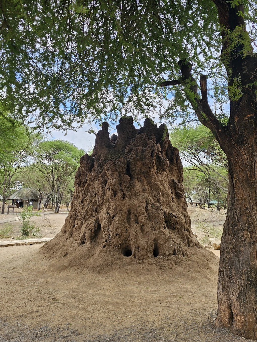 Tarangire National Park,  Tanzania
