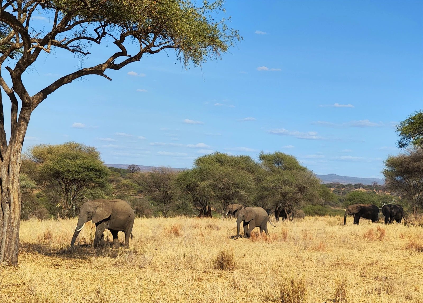 Tarangire National Park,  Tanzania