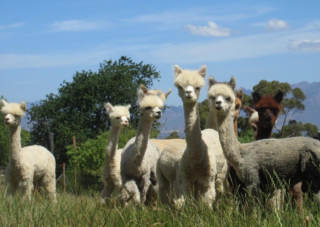 The Alpaca Loom Coffee Shop and Weaving Studio, Southern Paarl South Africa