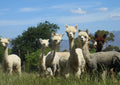 The Alpaca Loom Coffee Shop and Weaving Studio, Southern Paarl South Africa