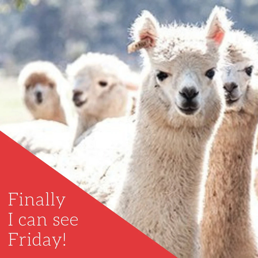 The Alpaca Loom Coffee Shop and Weaving Studio, Southern Paarl South Africa