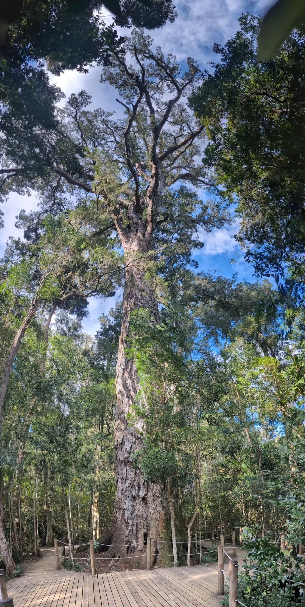 The Big Tree Tsitsikamma, Stormsrivier South Africa