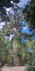 The Big Tree Tsitsikamma, Stormsrivier South Africa