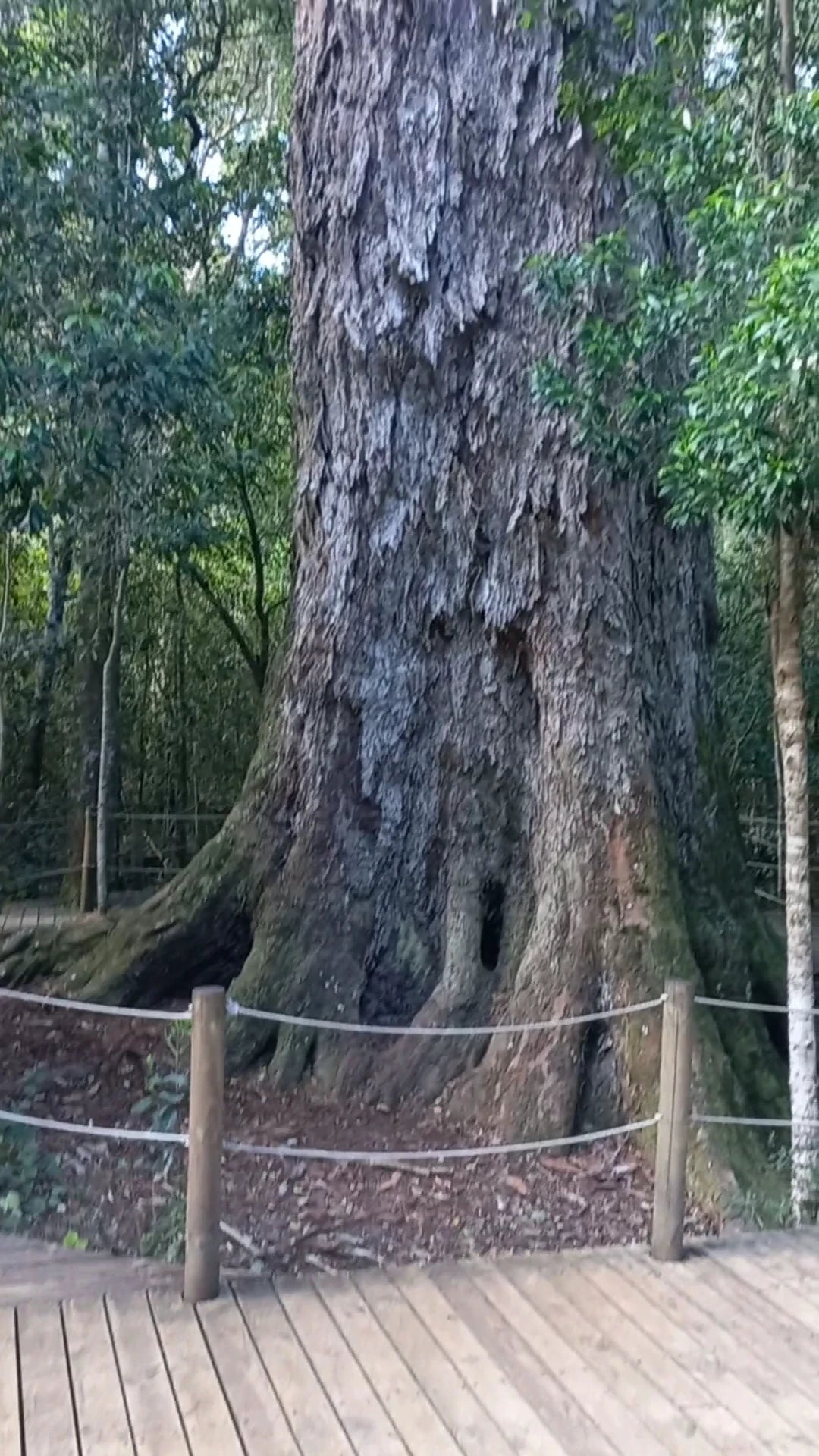 The Big Tree Tsitsikamma, Stormsrivier South Africa