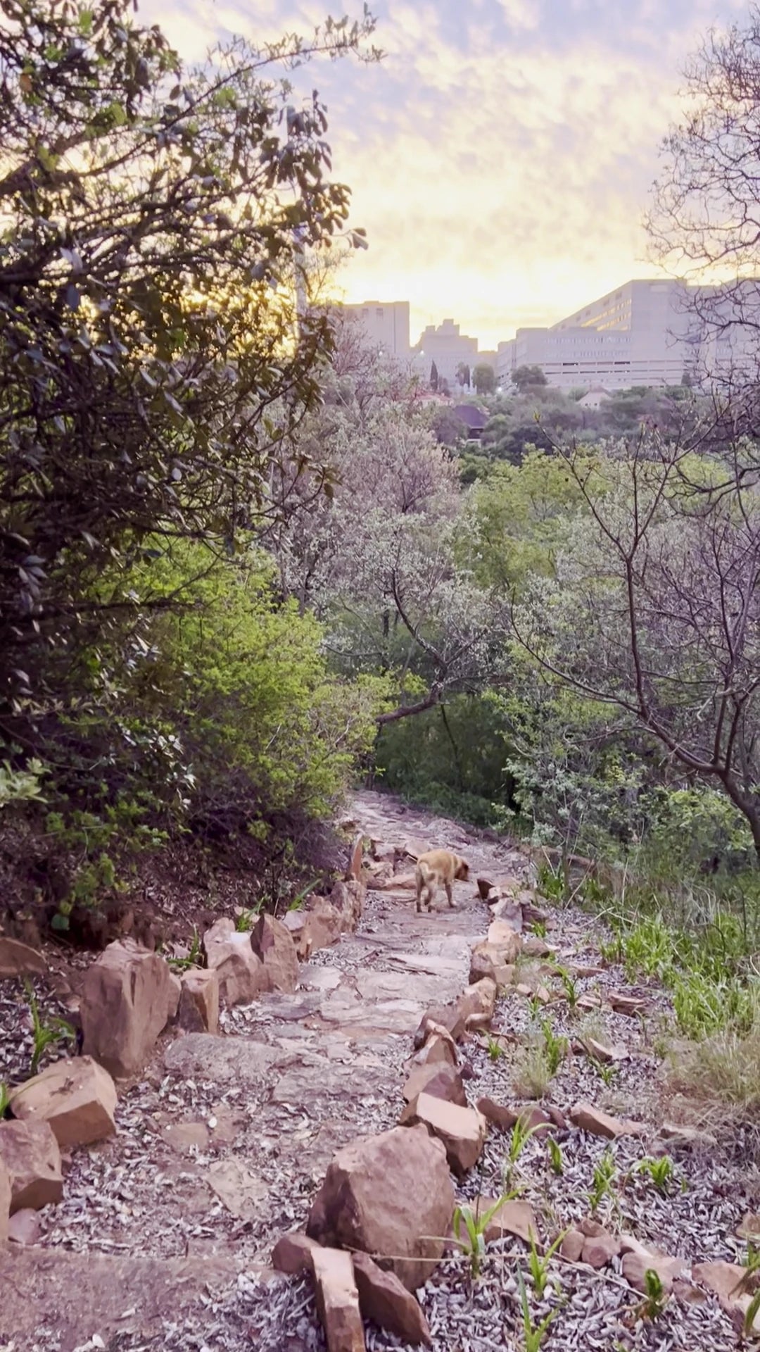 The Wilds - East Wilds, Johannesburg South Africa