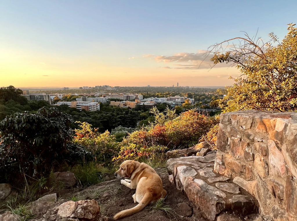 The Wilds Nature Reserve, Johannesburg South Africa
