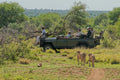 Timbavati Private Nature Reserve, 
Hoedspruit South Africa