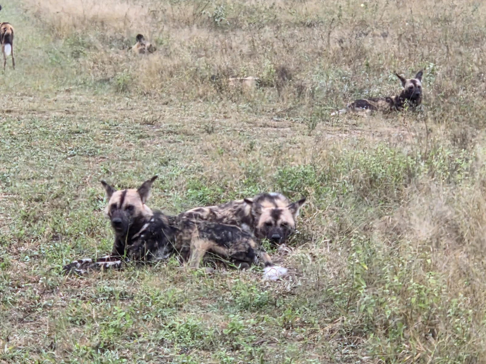 Timbavati Private Nature Reserve, 
Hoedspruit South Africa