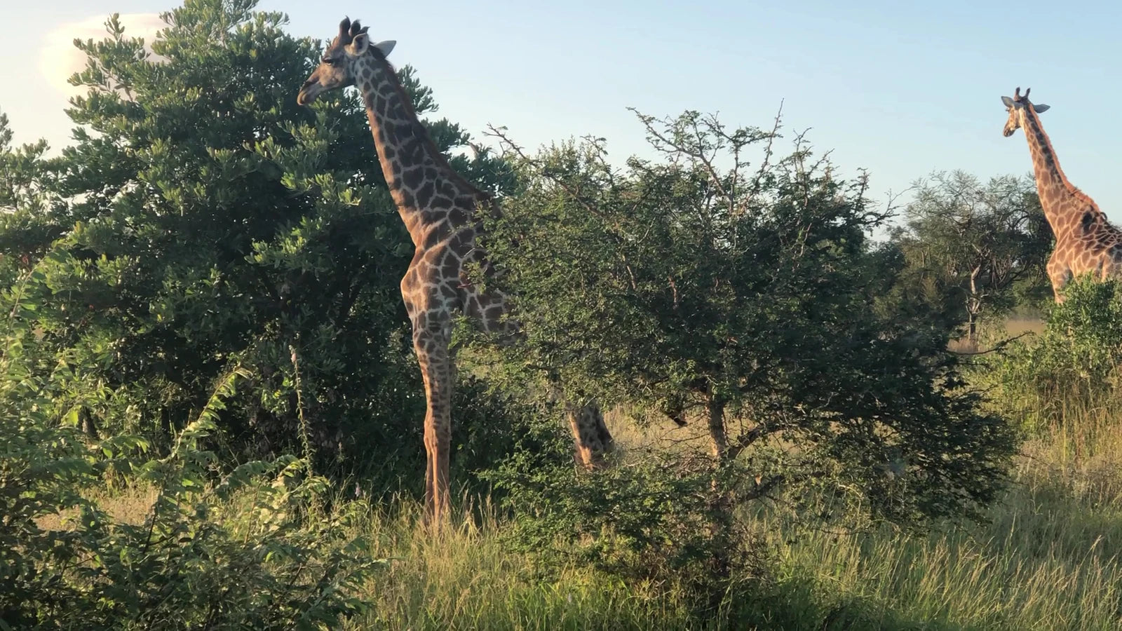 Timbavati Private Nature Reserve, 
Hoedspruit South Africa