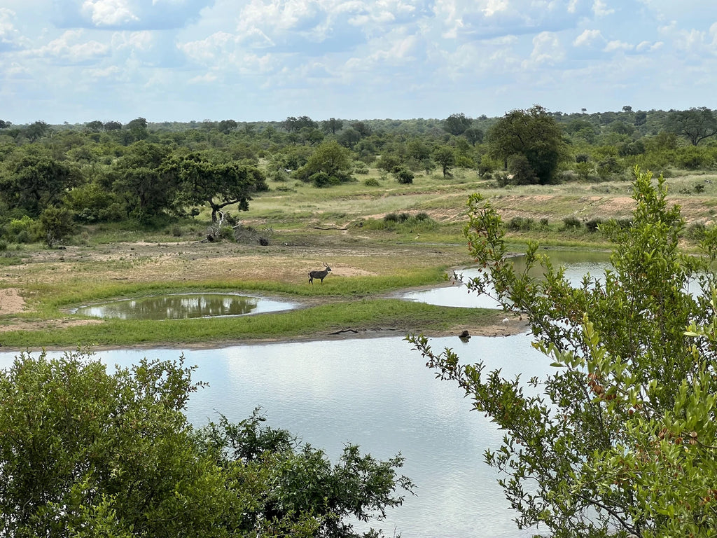 Timbavati Private Nature Reserve, 
Hoedspruit South Africa