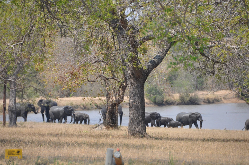 Timbavati Private Nature Reserve, 
Hoedspruit South Africa