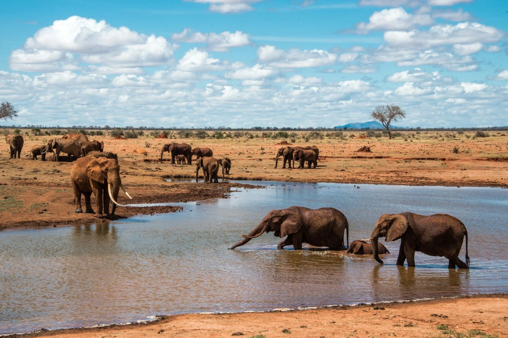 Tsavo East National Park,  Kenya
