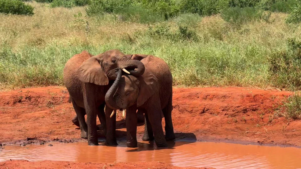 Tsavo East National Park,  Kenya