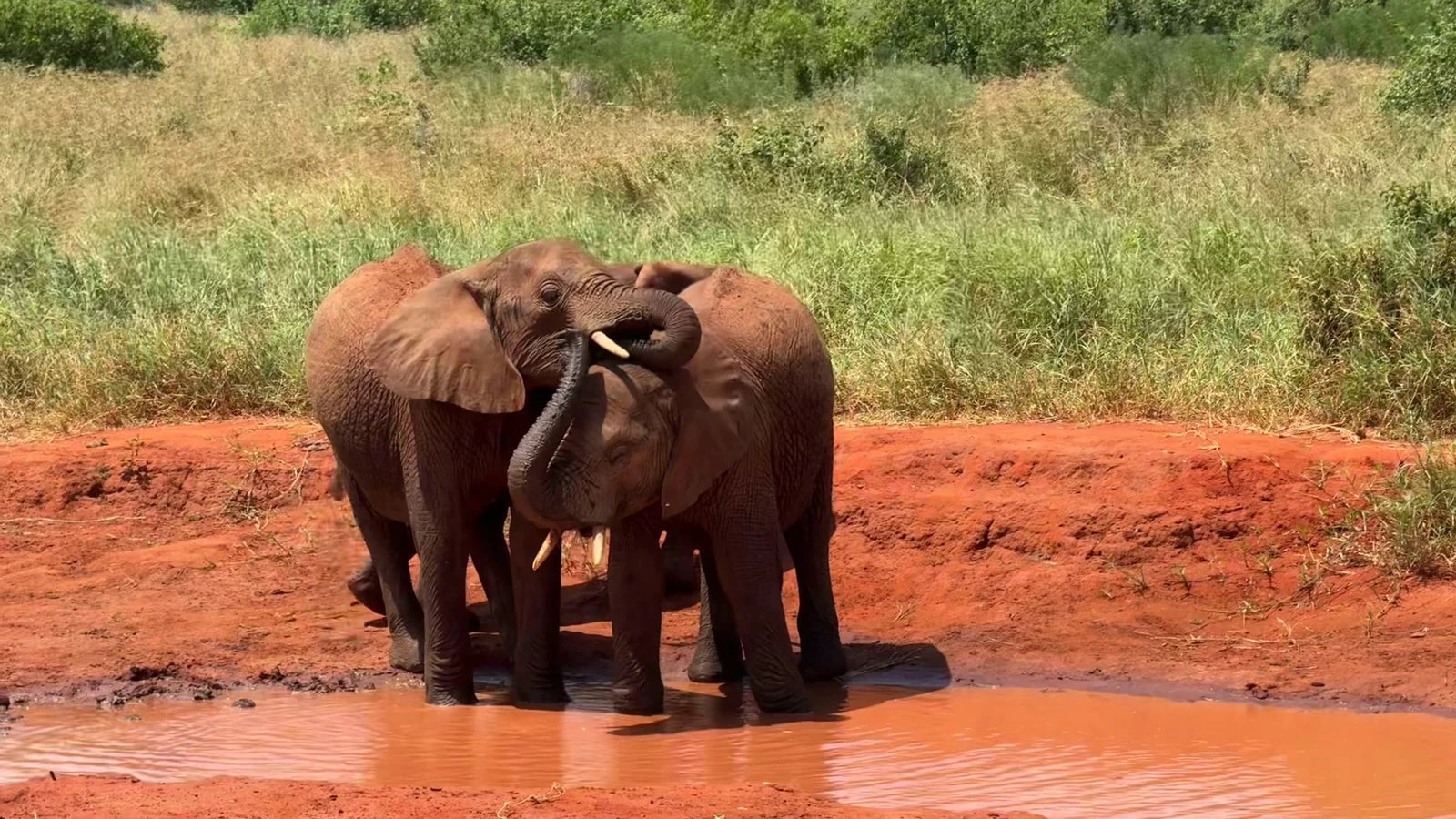 Tsavo East National Park,  Kenya