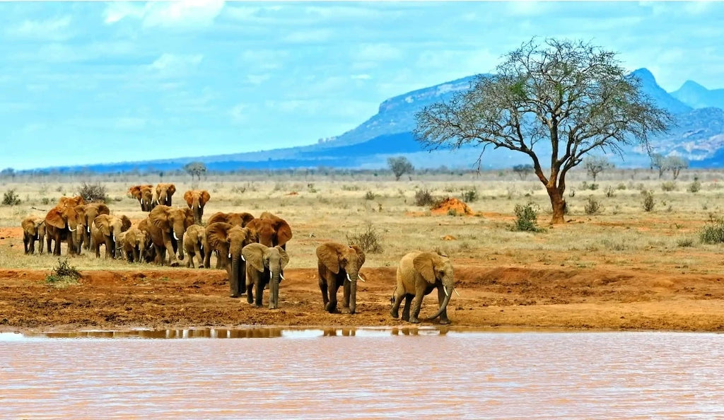 Tsavo East National Park,  Kenya