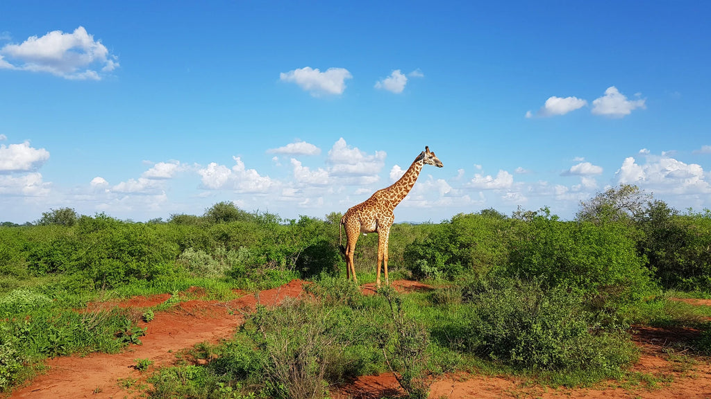 Tsavo West National Park,  Kenya