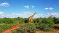 Tsavo West National Park,  Kenya