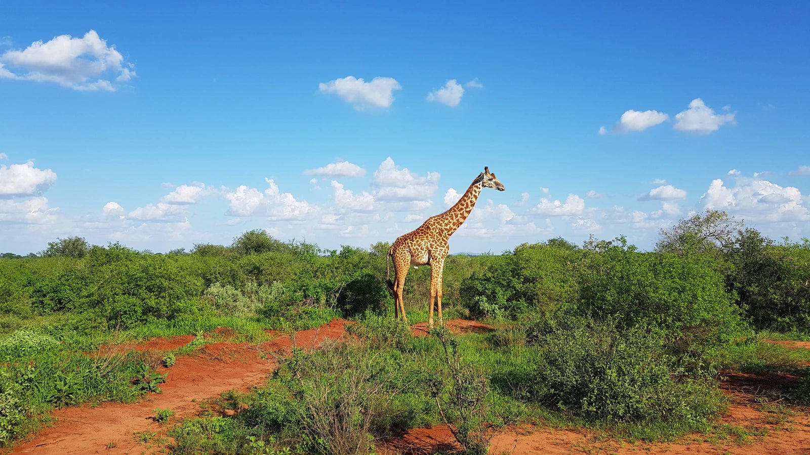 Tsavo West National Park