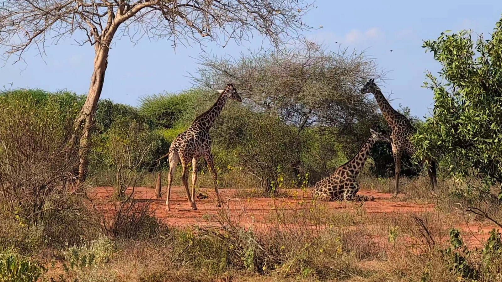 Tsavo West National Park,  Kenya