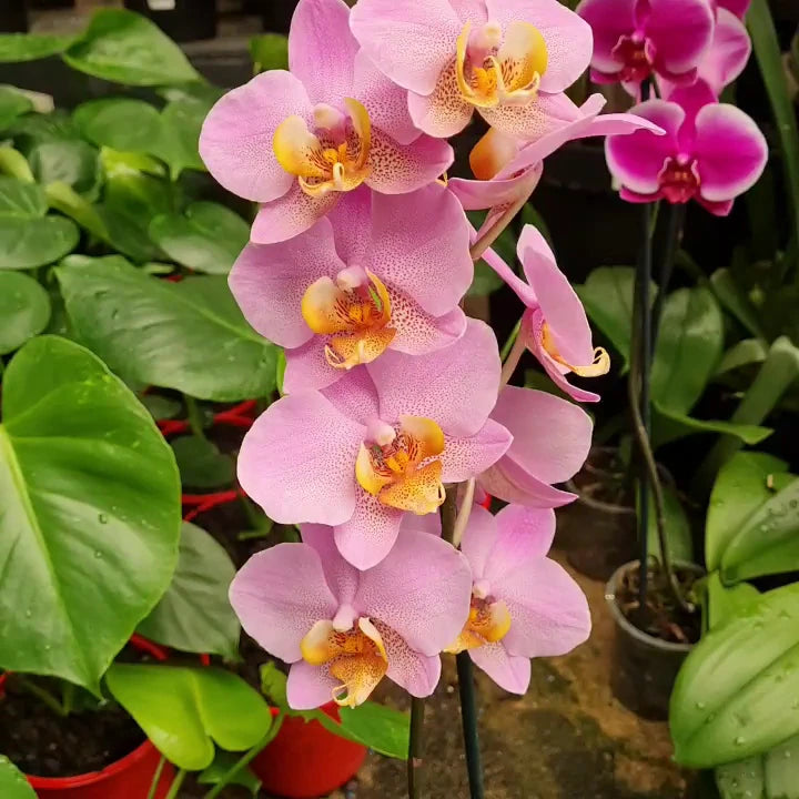 Tulip Garden Centre, Johannesburg South South Africa
