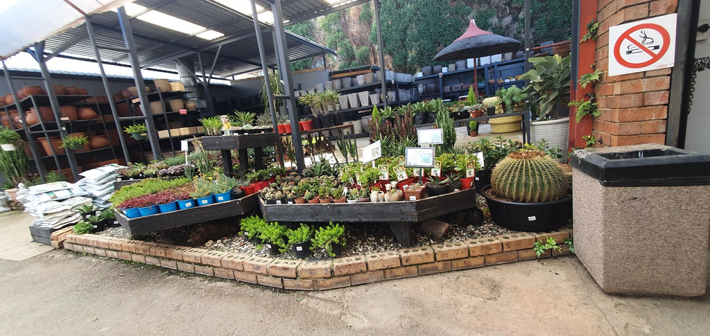 Tulip Garden Centre, Johannesburg South South Africa
