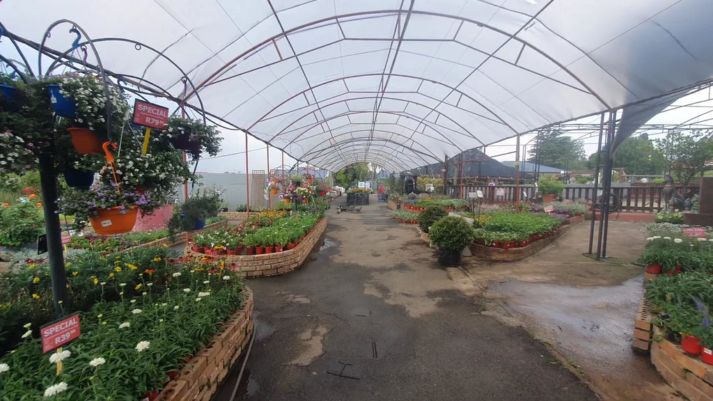 Tulip Garden Centre, Johannesburg South South Africa