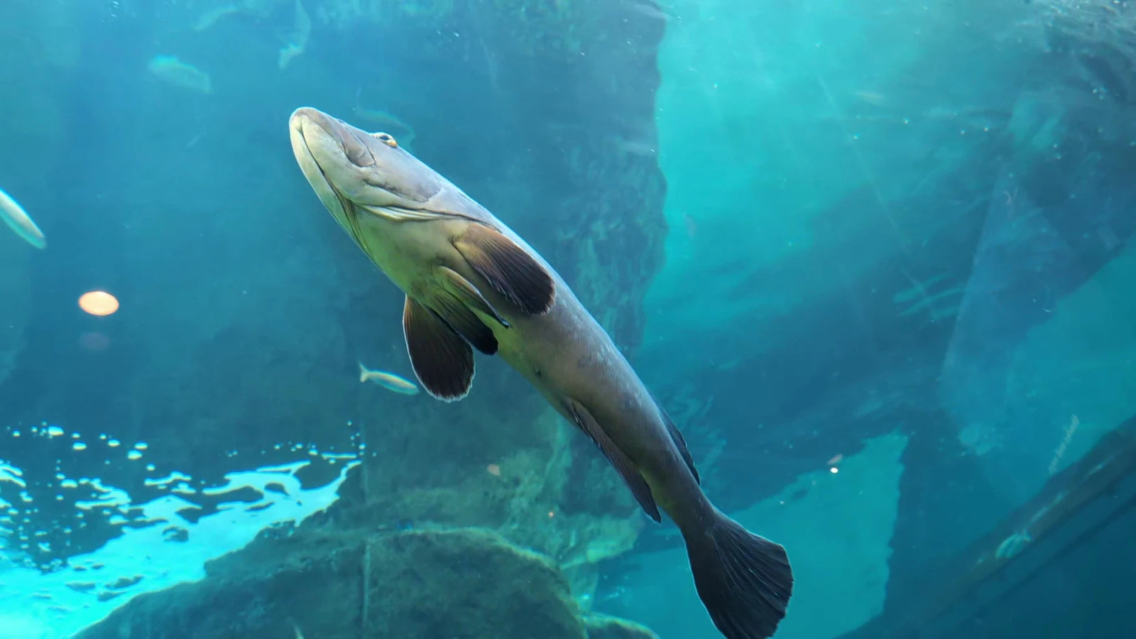 Two Oceans Aquarium, Cape Town South Africa