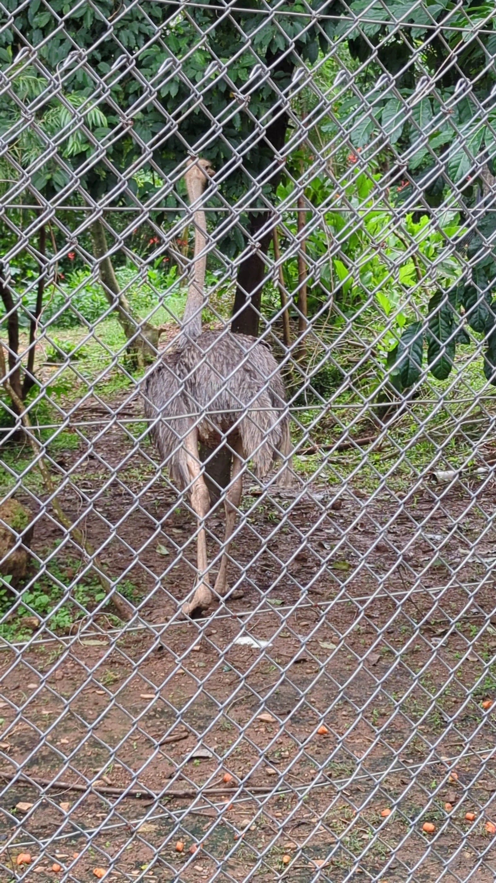 Uganda Wildlife Conservation Education Centre, Entebbe Uganda