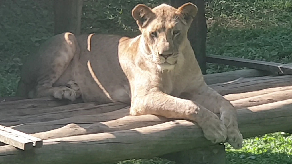 Uganda Wildlife Conservation Education Centre, Entebbe Uganda
