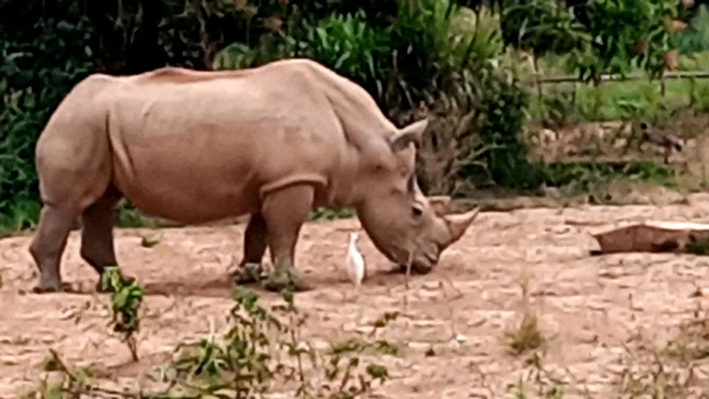 Uganda Wildlife Conservation Education Centre, Entebbe Uganda