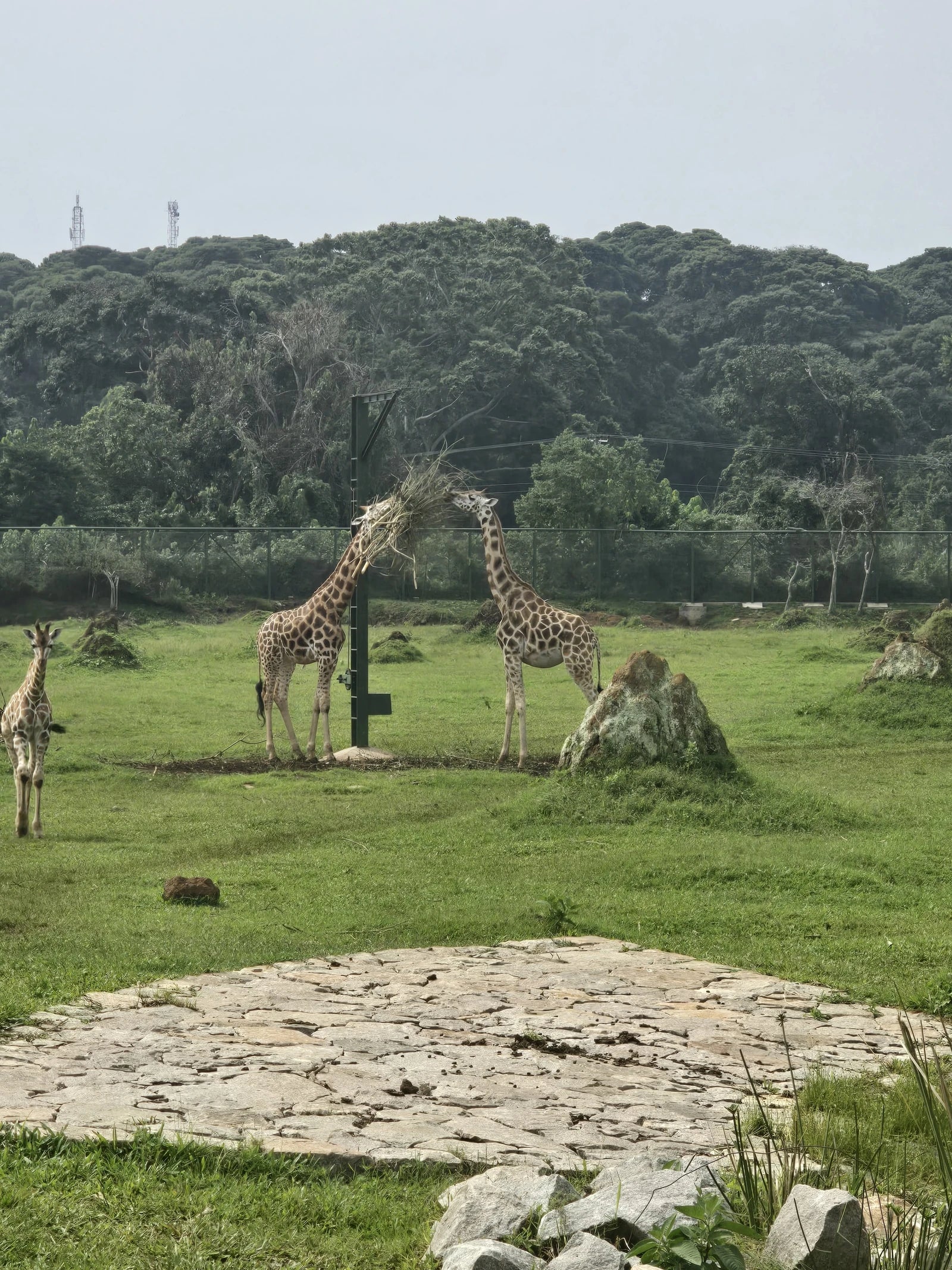 Uganda Wildlife Conservation Education Centre, Entebbe Uganda