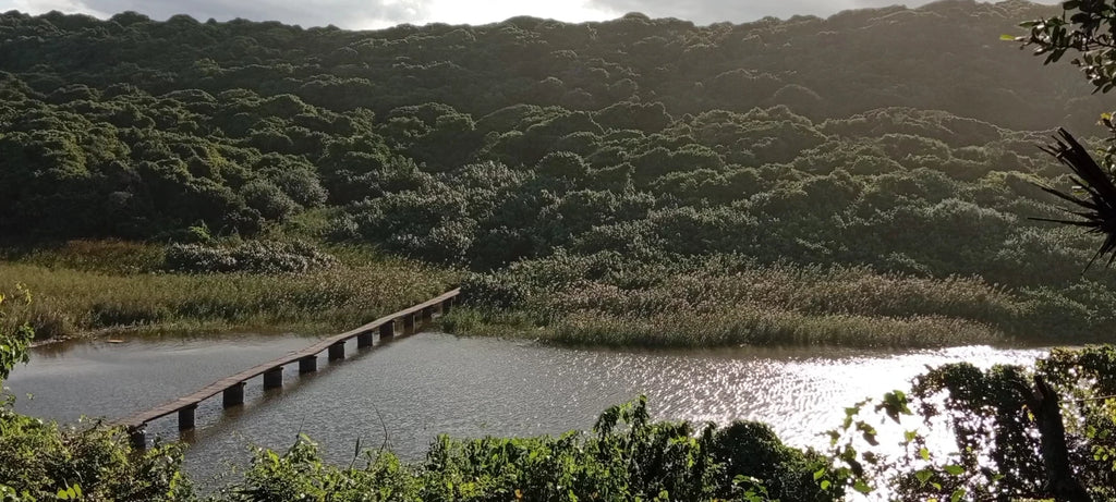 uMhlanga Lagoon Nature Reserve, Blackburn South Africa