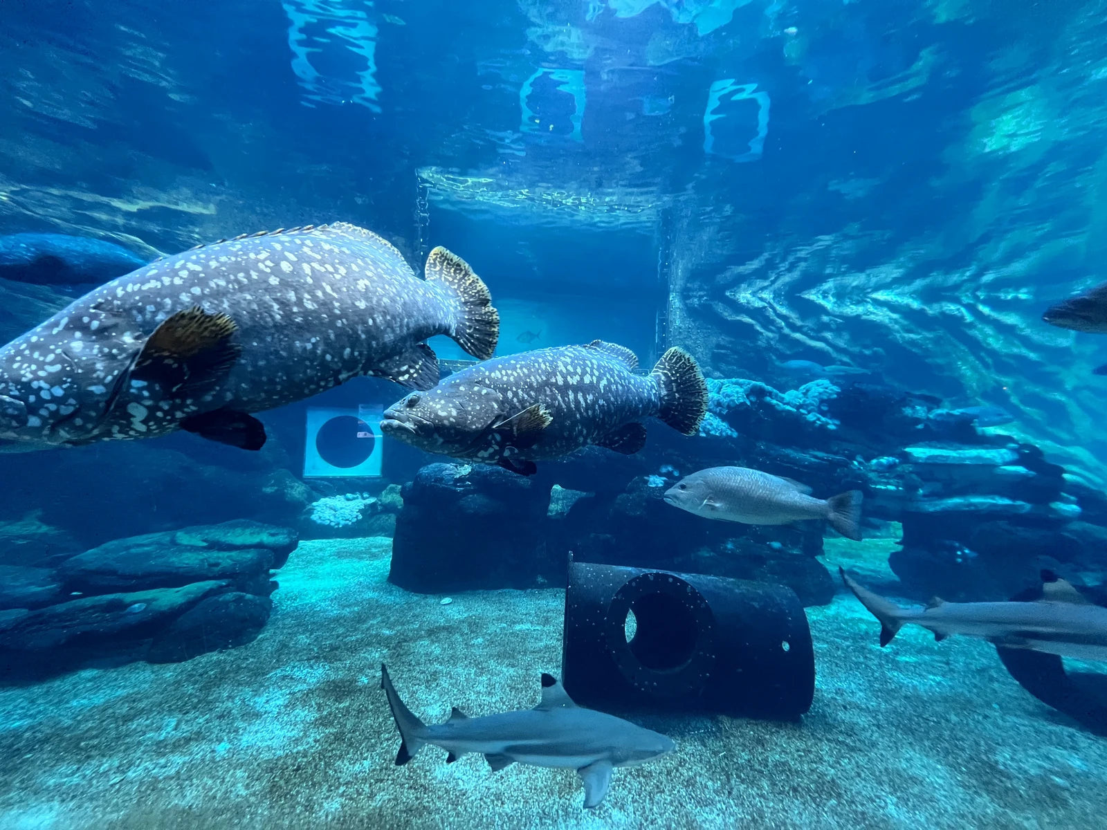 uShaka Marine World, Durban South Africa
