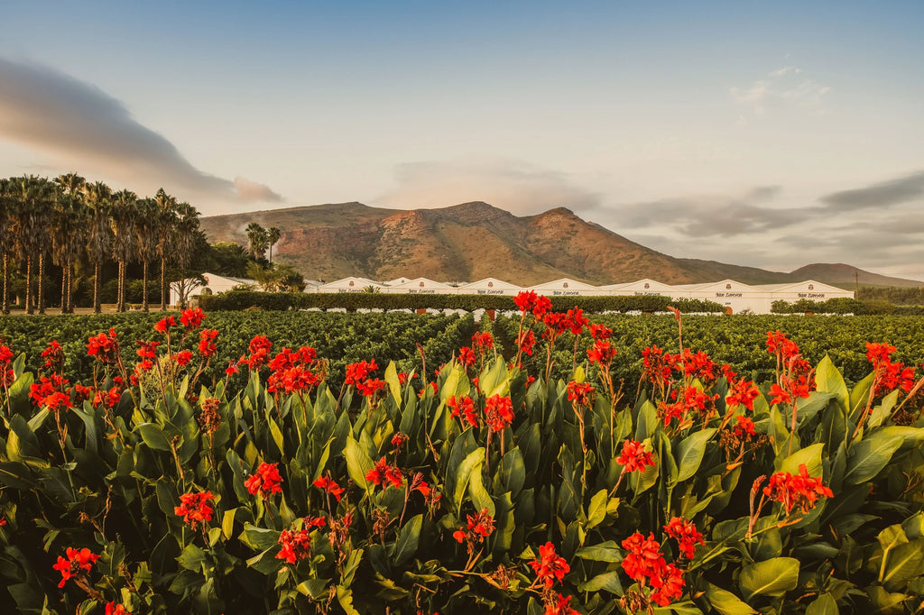Van Loveren Family Vineyards, Robertson South Africa