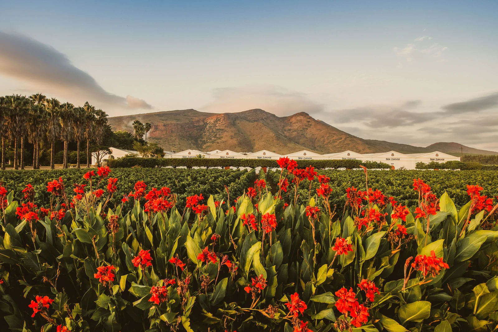 Van Loveren Family Vineyards, Robertson South Africa