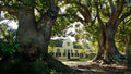 Vergelegen Wine Estate, Cape Town South Africa