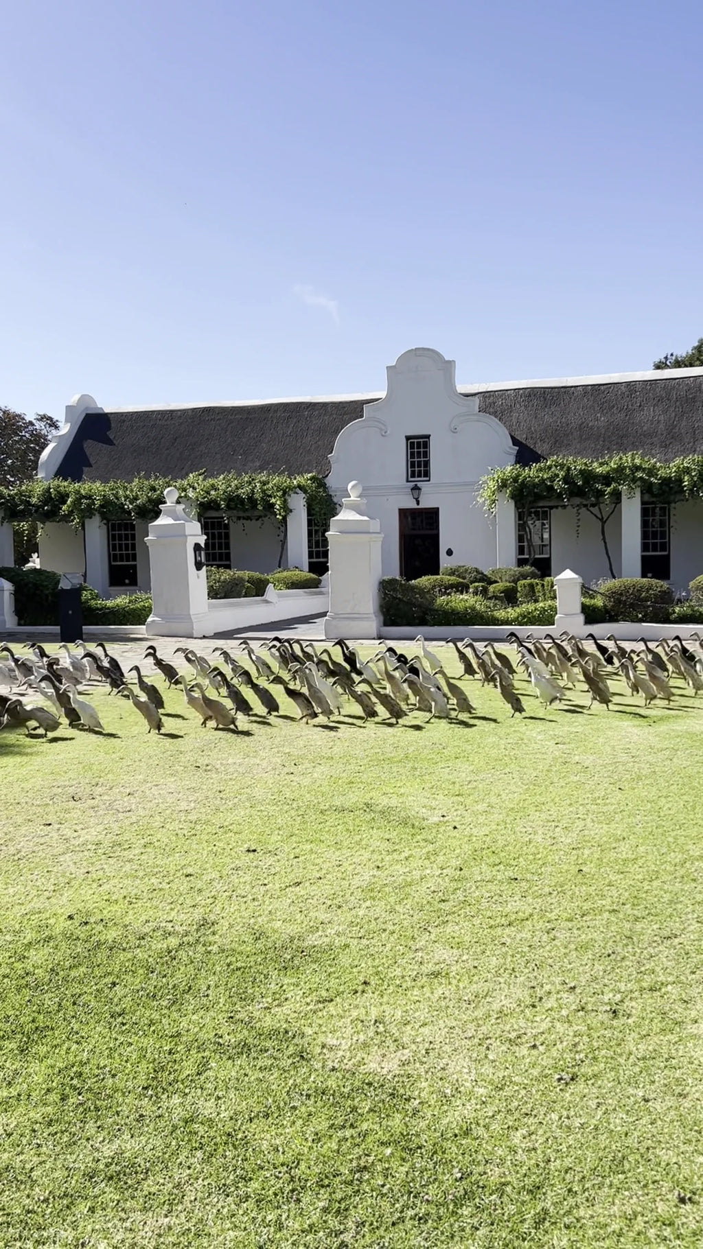 Vergenoegd Löw Wine Estate, Cape Town South Africa
