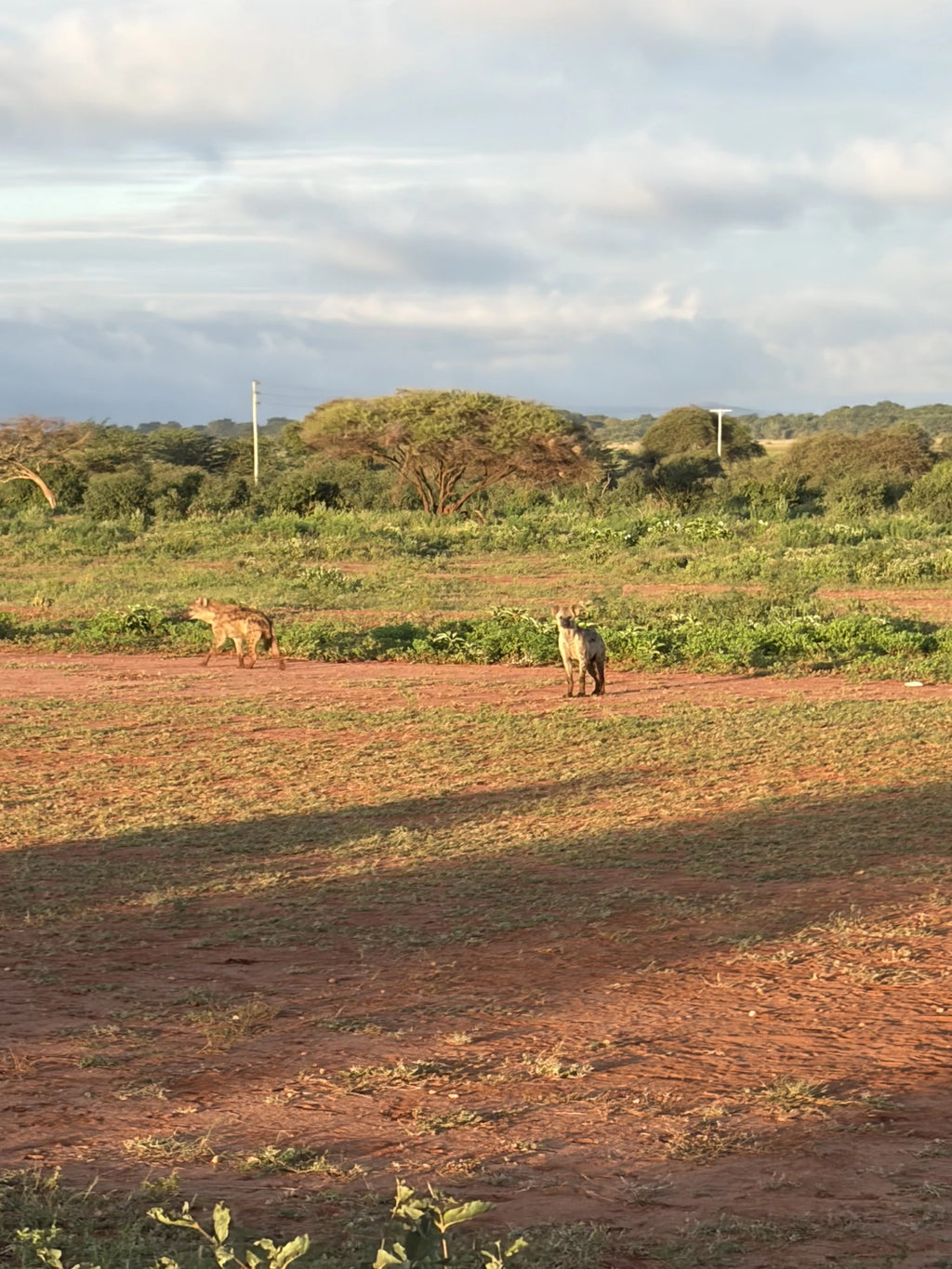 Voyager Ziwani Tented Camp, Tsavo West National Park Kenya