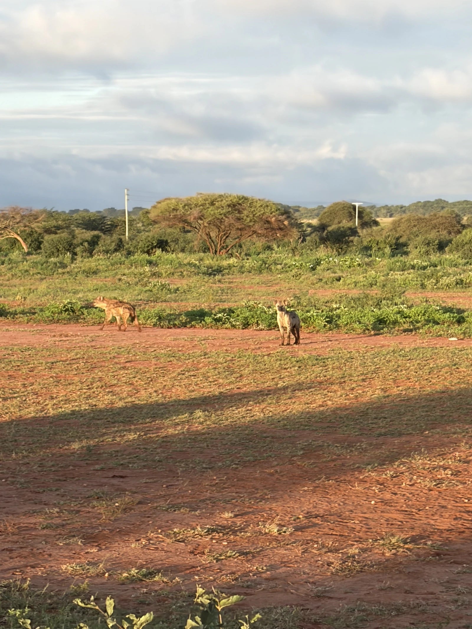 Voyager Ziwani Tented Camp, Tsavo West National Park Kenya