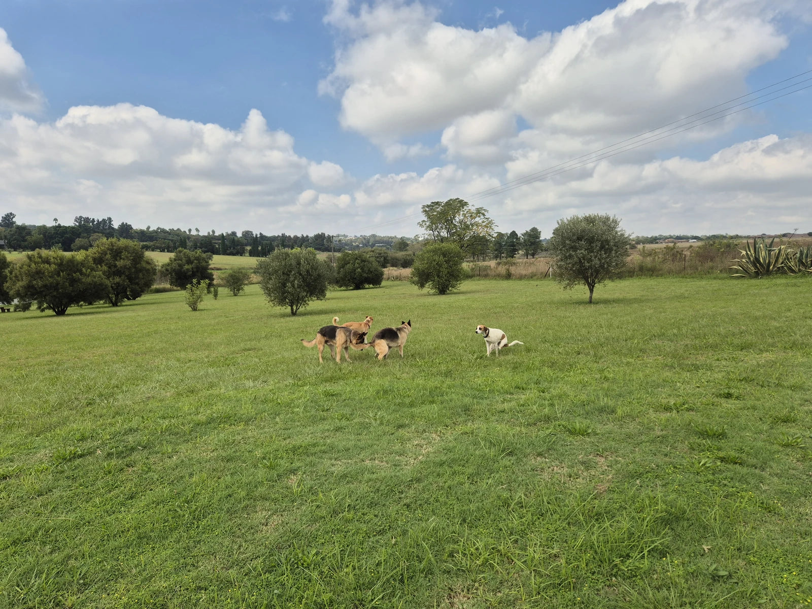 Walkhaven Dog Park, Johannesburg South Africa
