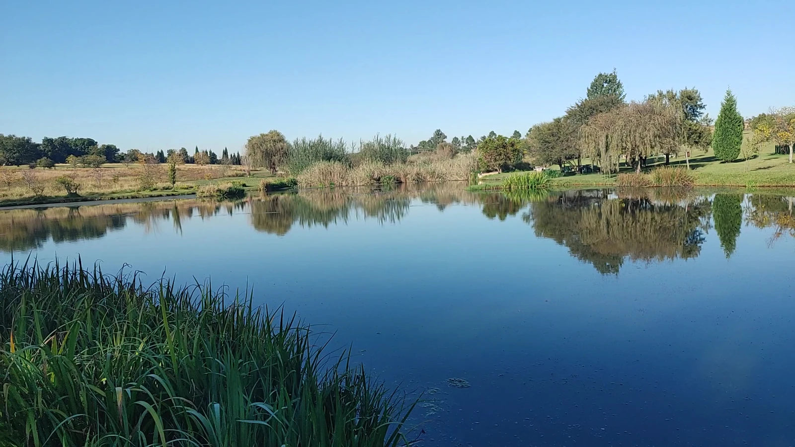 Walkhaven Dog Park, Johannesburg South Africa