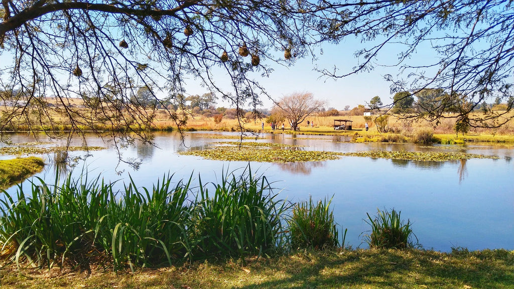 Walkhaven Dog Park, Johannesburg South Africa